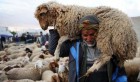 Vidéo – Reportage au marché du mouton