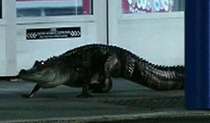 VIDEO : Un alligator dans un supermarché!