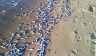Tunisie – Nabeul : De grandes quantités de poissons retrouvés morts à Oued Sidi Othman