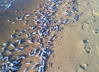 Des tonnes de sardines mortes sur la plage de Radès, pourquoi?