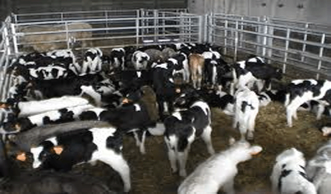 La Tunisie ne peut assimiler en une seule fois un nombre important de veaux