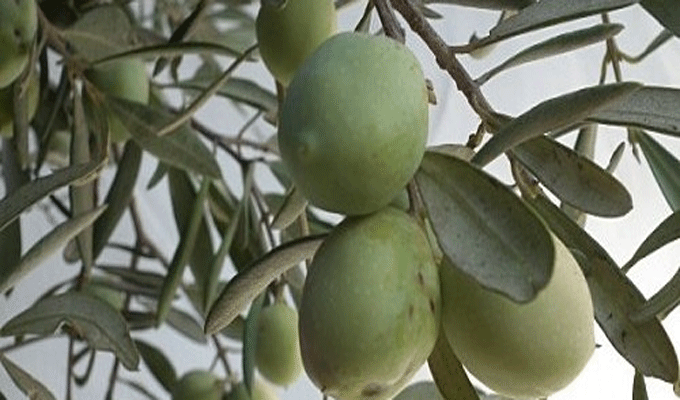 Des mesures pour éviter la propagation de la bactérie des oliviers