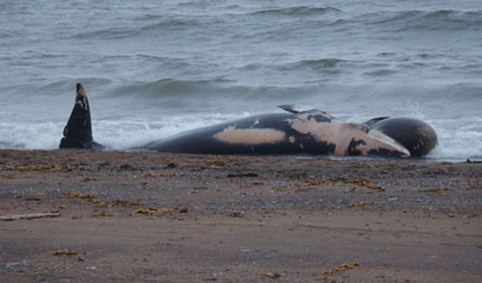 Tunisie – Bizerte: Le corps d’une Baleine rejeté sur la plage de Sidi Machreg