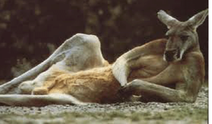 VIDEO : Ce kangourou a un corps que tout homme rêve d’avoir !