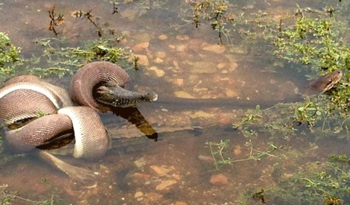 VIDEO : Un python englouti un crocodile après un combat sans merci !