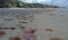 Tunisie: Les méduses envahissent la plage de Ras Jebel, explications