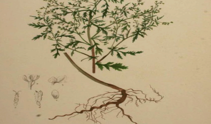 Une herbe capable de tuer 98% des cellules cancéreuses en seulement 16 heures