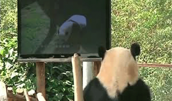 VIDEO : Un zoo installe une télévision pour un panda dépressif !