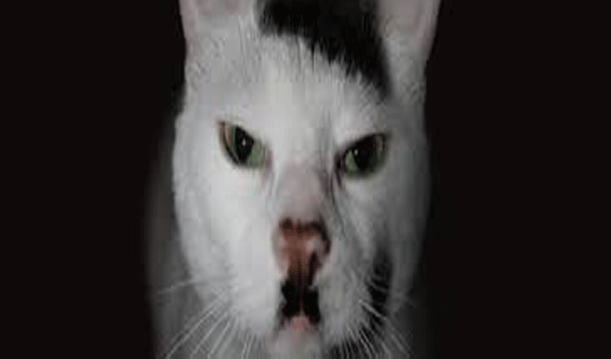 Un chat qui ressemblait à Hitler, laissé pour mort en Angleterre !