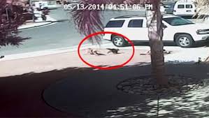 Tata, le chat qui a sauvé un enfant des crocs d’un chien