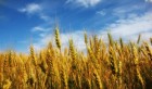 Guerre en Ukraine : Les prix du blé flambent
