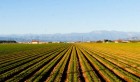 Succès agricole à Siliana : 93% de la superficie prévue pour les grandes cultures ensemencée