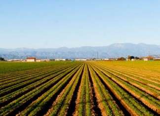 Tunisie: Les dernières pluies, tombées à pic, ont sauvé la saison agricole