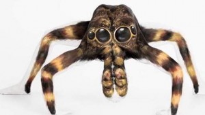 VIDÉO : Une femme se transforme en mygale géante !