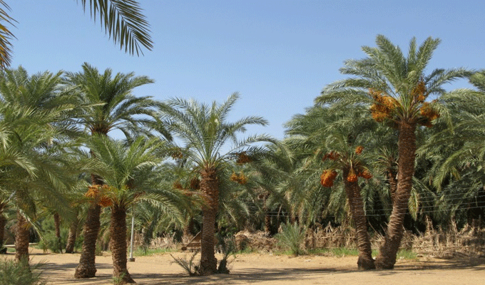 Tozeur : L’oued de la vieille Oasis ” source de nuisance ” pour les riverains