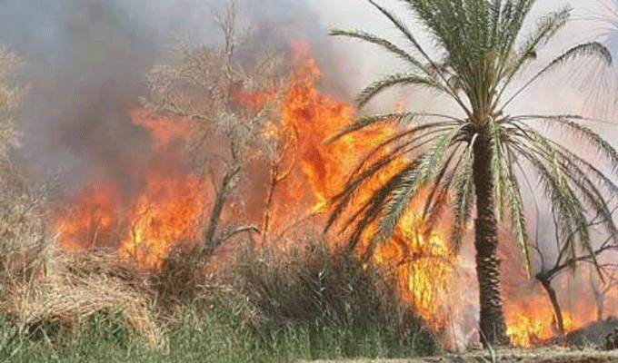 Tozeur : Environ 300 palmiers ravagés par le feu