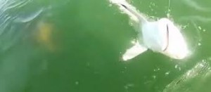 VIDÉO : Un mérou géant avale un requin de 4m en une bouchée !