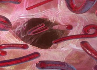 Ebola/CAN 2015: La position du Maroc est claire et ne souffre d’aucune ambiguïté