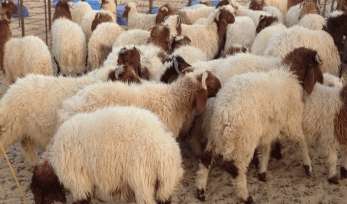 Gabès – Aid : 62 mille moutons de sacrifice disponibles dans la région