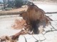 Algérie : Effondrement d’une route à Annaba