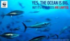 Thon rouge en Méditerranée : Sans la poursuite des efforts de conservation, la reprise des stocks sera éphémère
