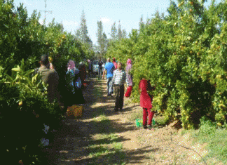 Tunisie – Sidi Bouzid : Abondance de la production agricole face à des difficultés d’exportation