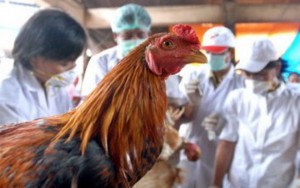 Grippe aviaire : 2 morts en Egypte