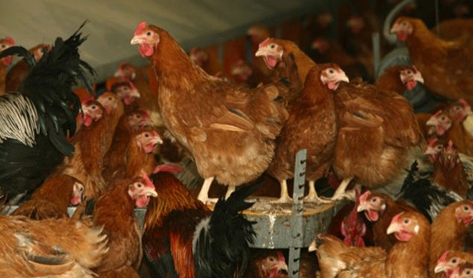 Canada : 146.000 volailles tuées pour combattre la grippe aviaire