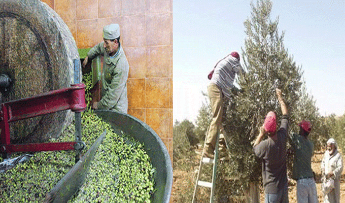 Tunisie: Une récole oléicole record est attendue cette année