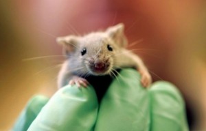 Des chercheurs japonais créent une souris transparente !