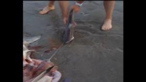 VIDÉO  : 3 bébés requins libérés du ventre de leur mère échouée !