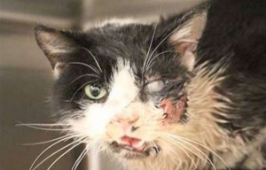 Le zombie cat sort de sa tombe 5 jours après avoir été enterré !