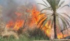 Tunisie: Un incendie détruit une centaine de palmiers à l’oasis de Chenini