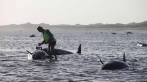 Nouvelle Zélande : Des baleines-pilotes s’échouent sur une plage