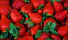 Nabeul prévoit une production record de fraises : 20 000 tonnes attendues