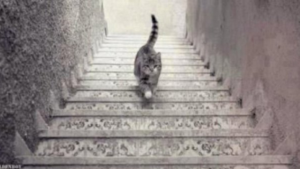 D’après vous, ce chat monte ou descend les escaliers?