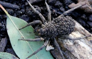 Pluie d’araignées s’abattent sur l’Australie (VIDÉO)
