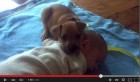 Vidéo Buzz: Bébé et chien, la sieste