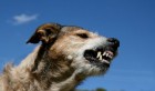 Hammamet : Un chien mord des habitants