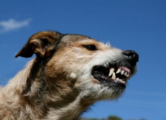 Sfax: Elle meurt à cause de la morsure d’un chien errant