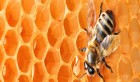 Tunisie:La technologie à la rescousse des apiculteurs
