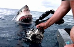 Un grand requin s’invite sur un plateau de tournage !
