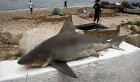 Un requin de 70 kg pêché à la plage d’Ezzahra