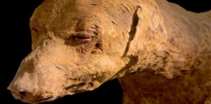 Découverte de 8 millions de chiens momifiés en Egypte