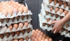 Tunisie: Saisie de 37 000 œufs stockés illégalement