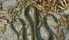 Tunisie : décès d’une fillette à cause d’une morsure de serpent