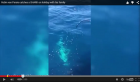 VIDEO : Robin van Persie pêche un requin !