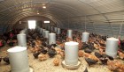 Gafsa : sit-in des éleveurs de volailles