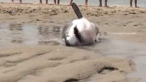 Des vacanciers sauvent un requin blanc échoué