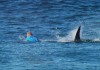 Un champion olympique attaqué par un requin en pleine compétition (vidéo)